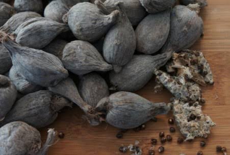 Whole Wild Korarima Pods